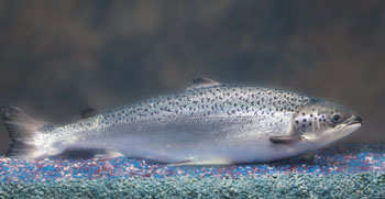 Bild_AquAdvantage_Salmon