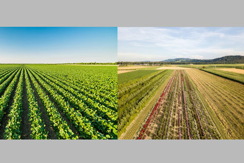 Aerial drone image of fields with diverse crop growth based on principle of polyculture and permaculture - a healthy farming method of ecosystem