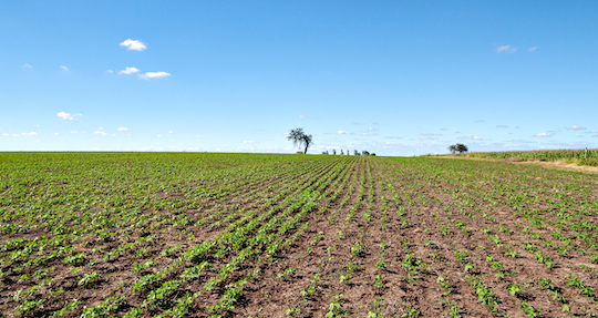 Tractor spraying pesticides on wheat field with sprayer at spring