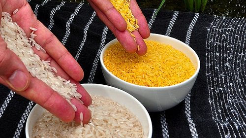 Golden Rice