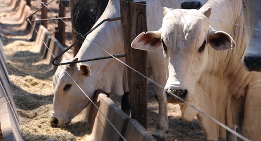 Nelore cattle on the farm in Mato Grosso do Sul, Brazil. Livestock.