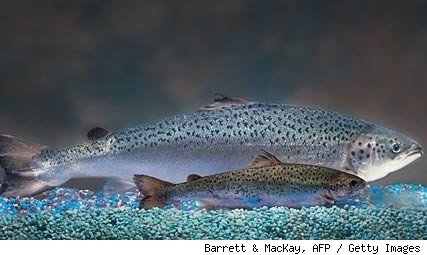 salmon aquabounty